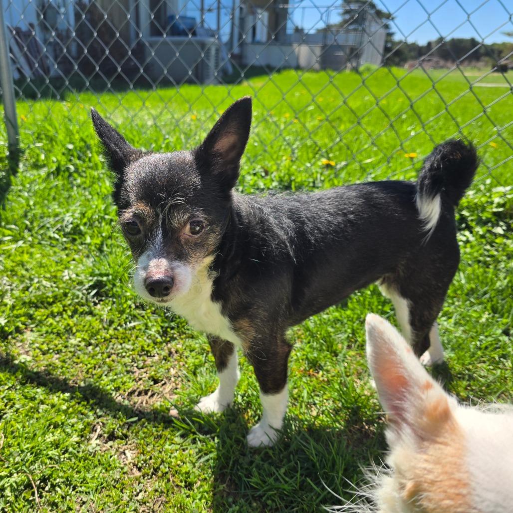 Tink, a Adoptable mixed breed in Owosso, MI image 2/5