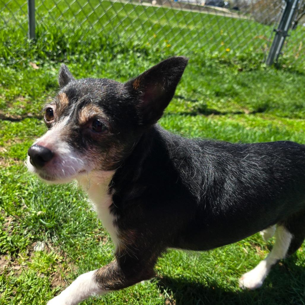 Tink, a Adoptable mixed breed in Owosso, MI image 3/5