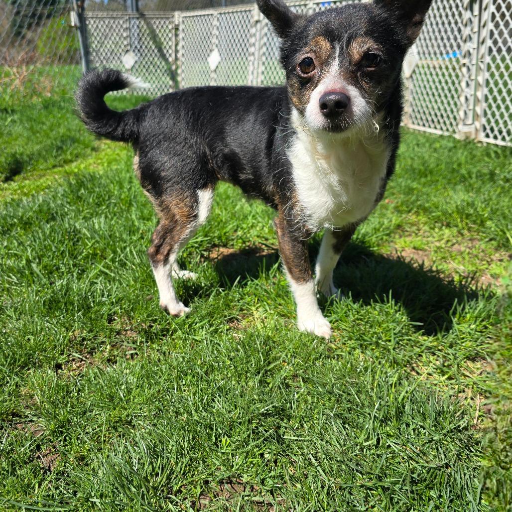 Tink, a Adoptable mixed breed in Owosso, MI image 4/5