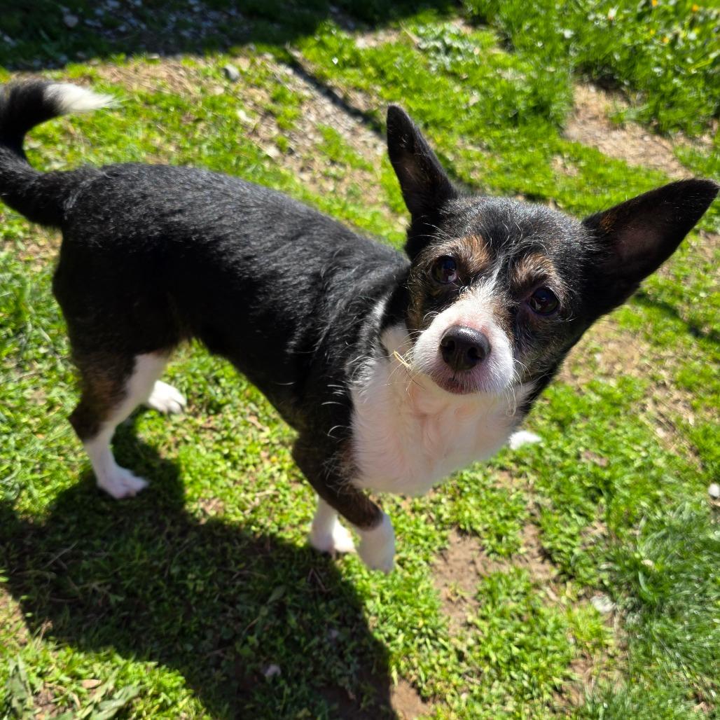 Tink, a Adoptable mixed breed in Owosso, MI image 5/5