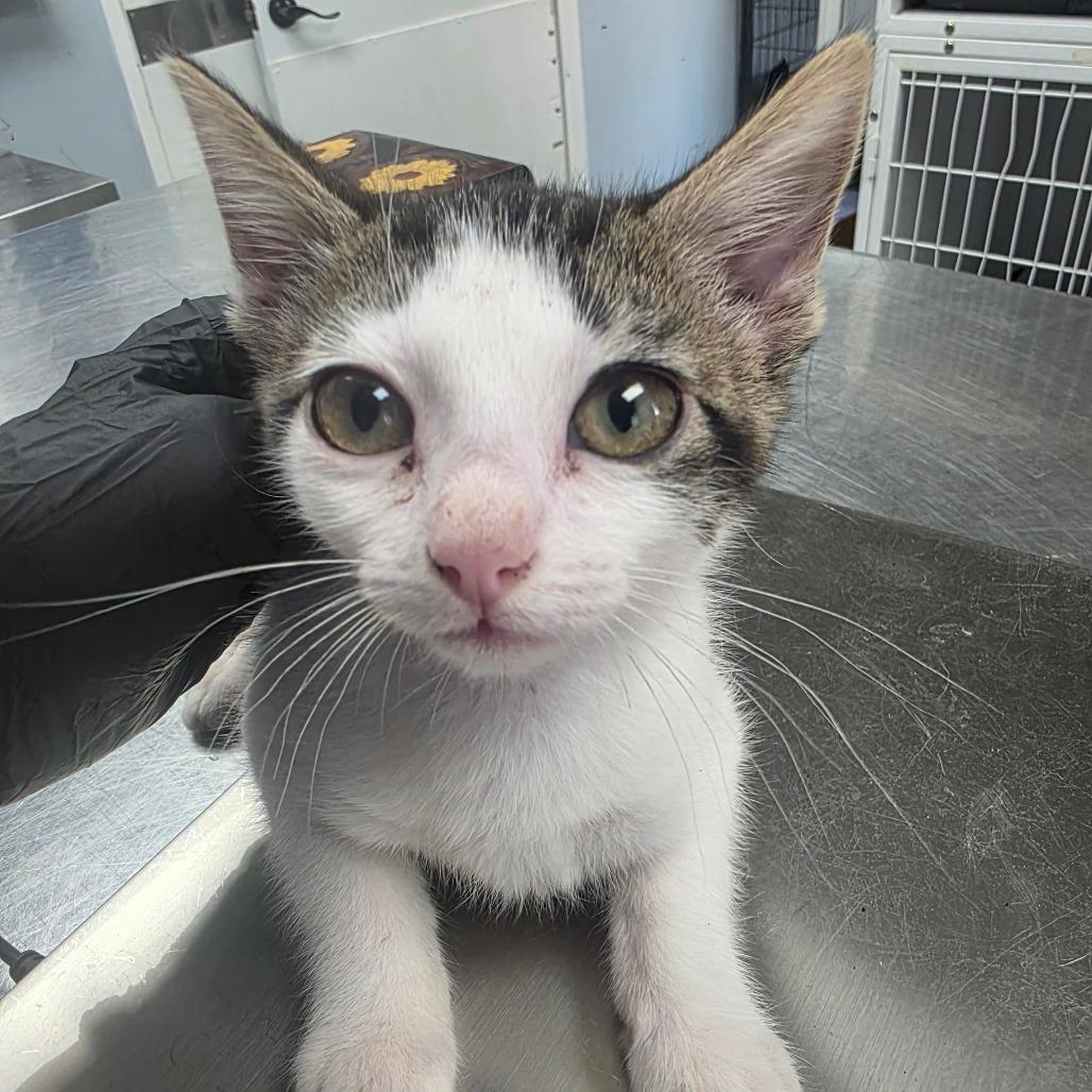 Enlarge Jack, a Adoptable Domestic Short Hair in Duncan, OK image 1/1