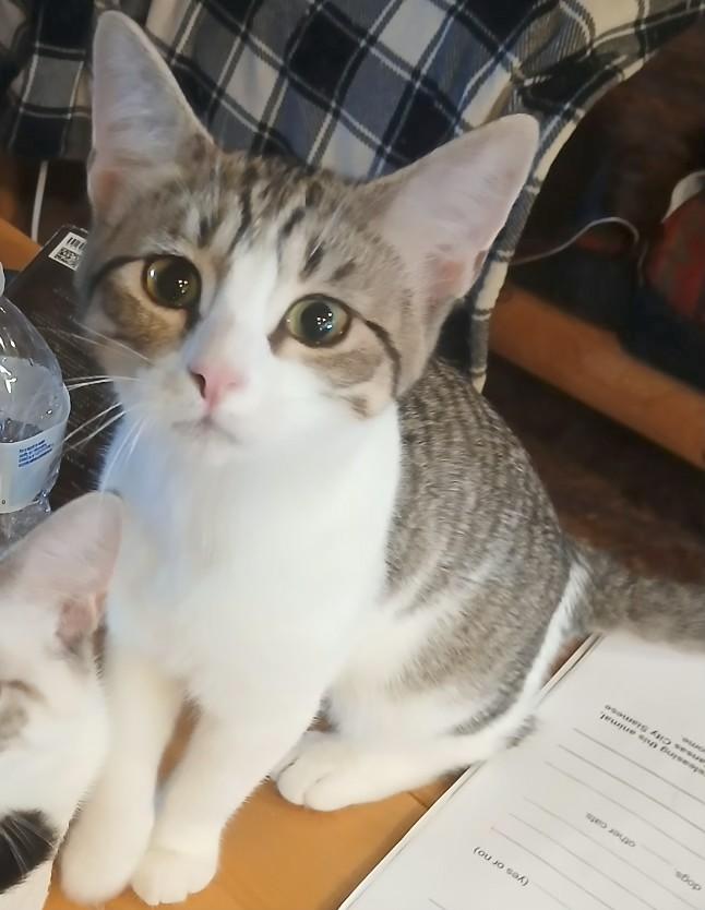 Enlarge 4761543 Im Purr Real, a Adoptable Domestic Short Hair in Lees Summit, MO image 1/1