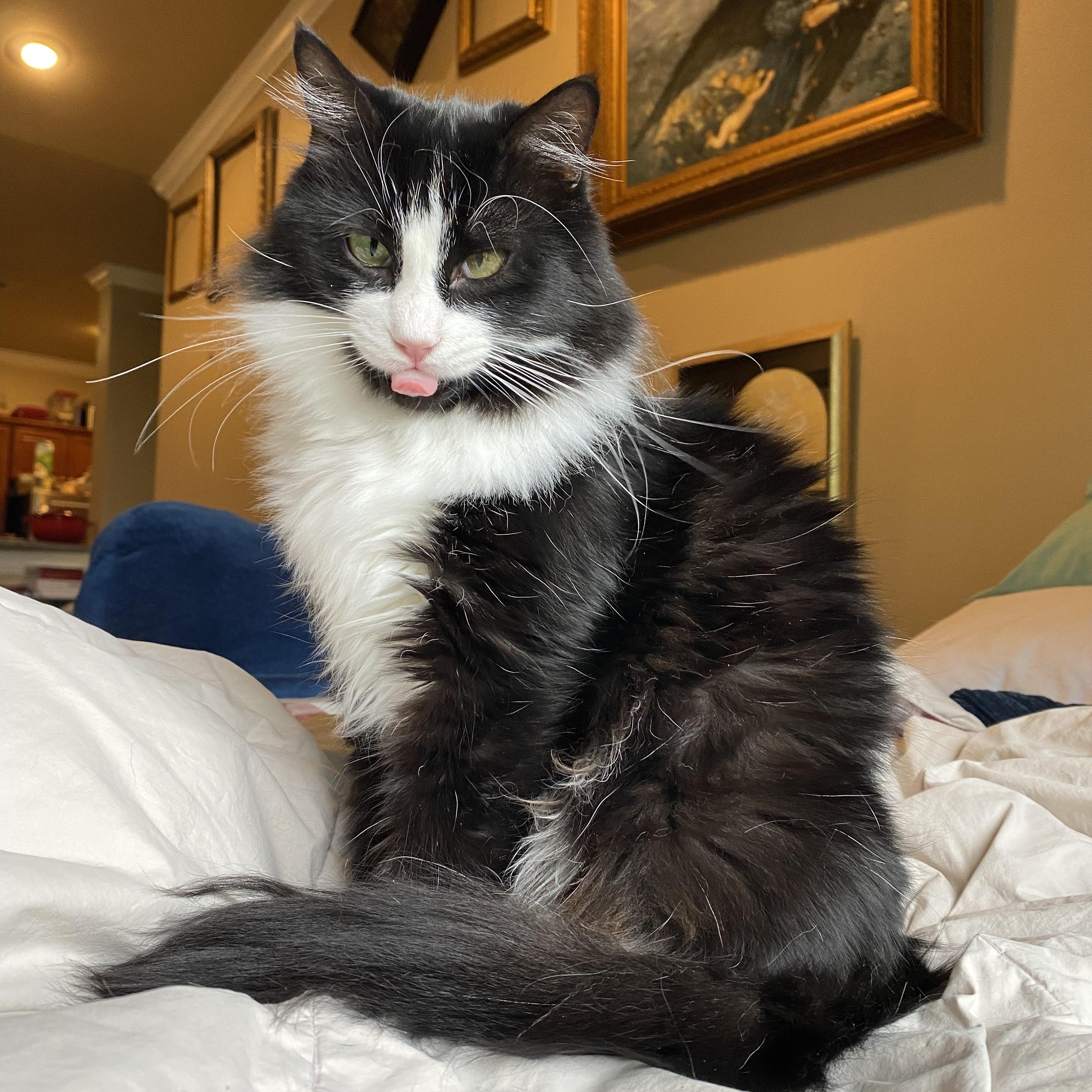 August, Adopted, Young Female Tuxedo.