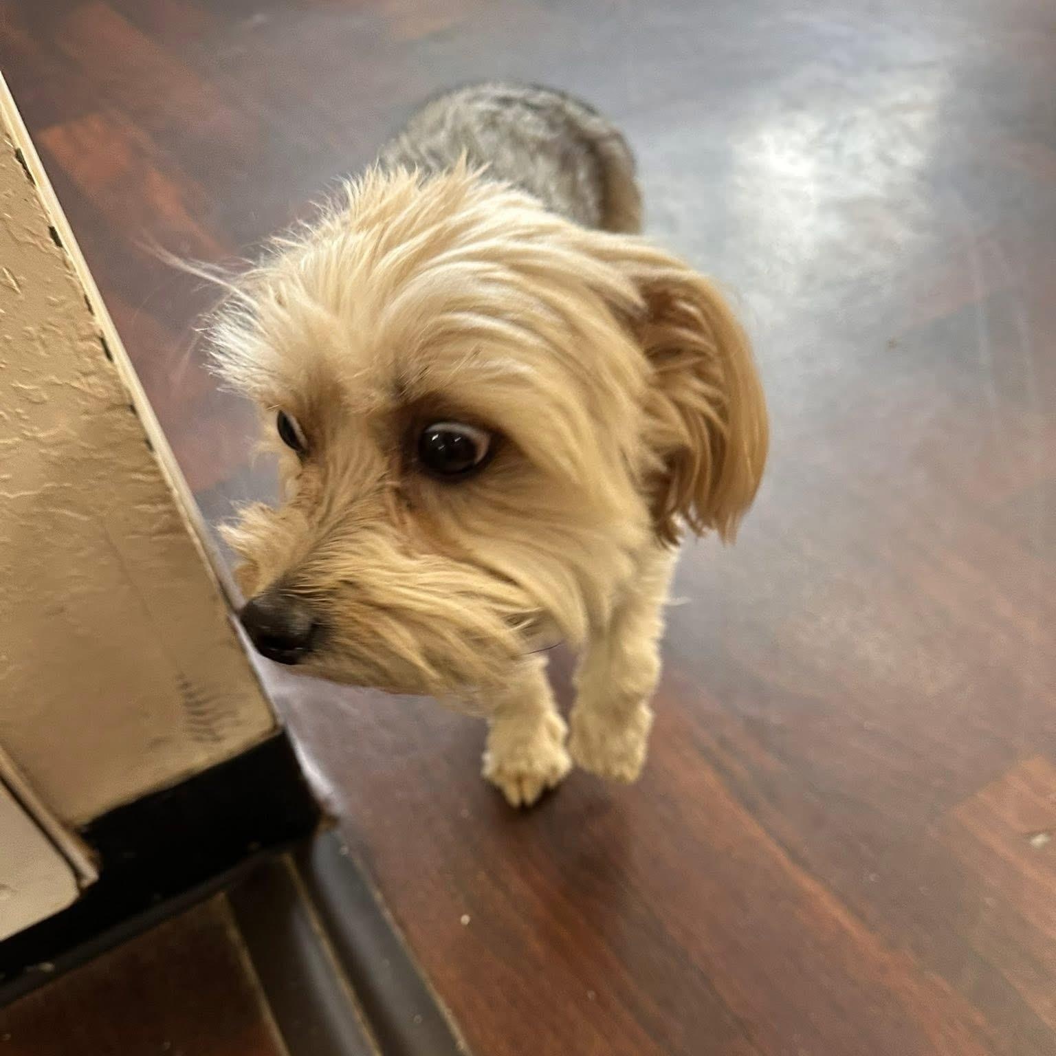 Jackson, an adopted mixed breed in Prineville, OR image 2/3