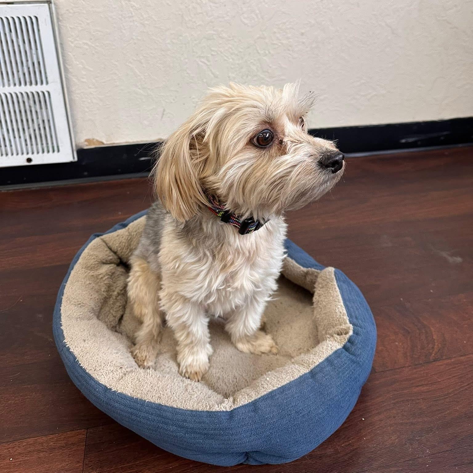 Jackson, adopted, Adult Female Maltese.