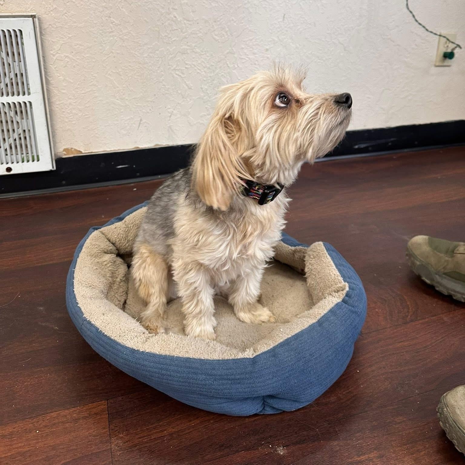 Jackson, an adopted mixed breed in Prineville, OR image 3/3