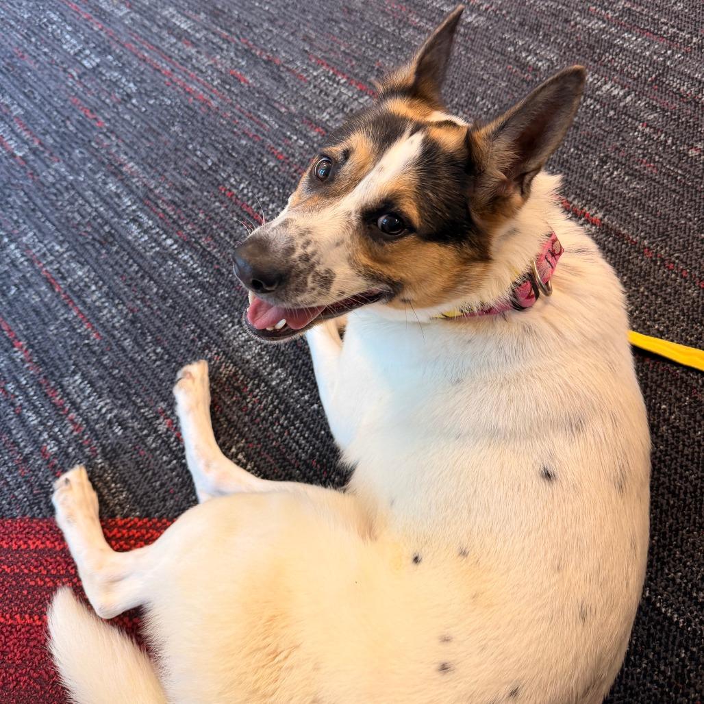 Enlarge Pepper, a Adoptable Cattle Dog in Norman, OK image 1/6