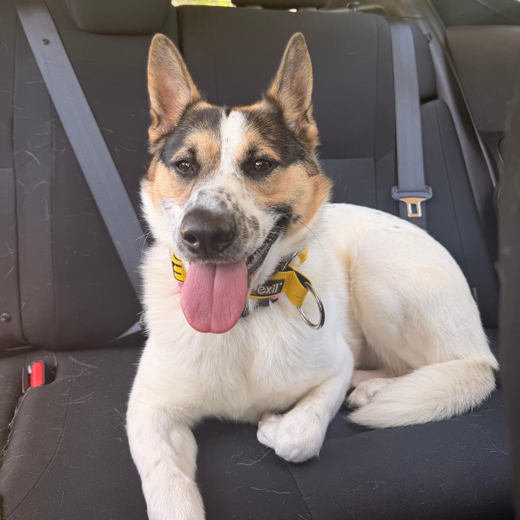Enlarge Pepper, a Adoptable Cattle Dog in Norman, OK image 2/6