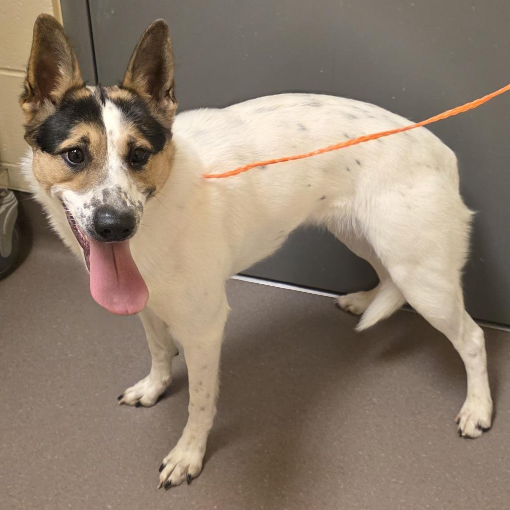 Enlarge Pepper, a Adoptable Cattle Dog in Norman, OK image 1/4
