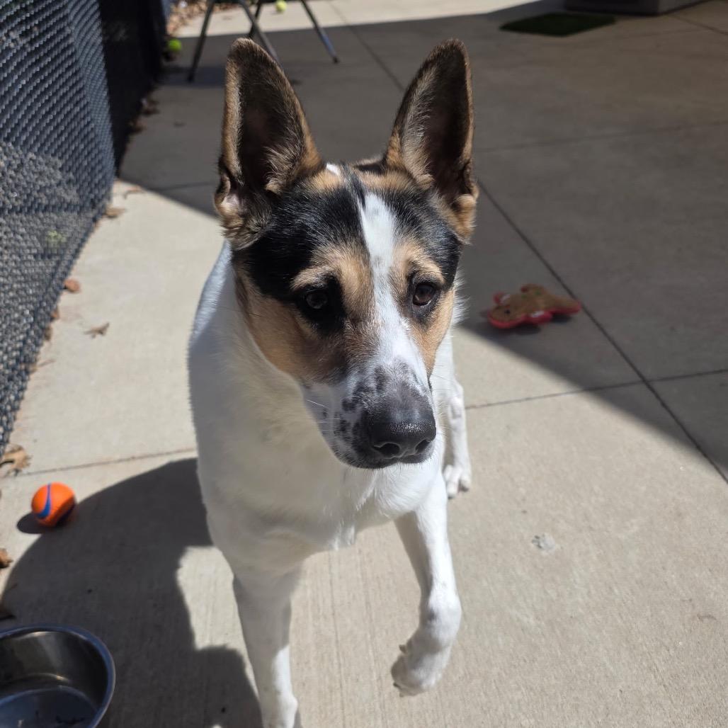 Enlarge Pepper, a Adoptable Cattle Dog in Norman, OK image 2/4