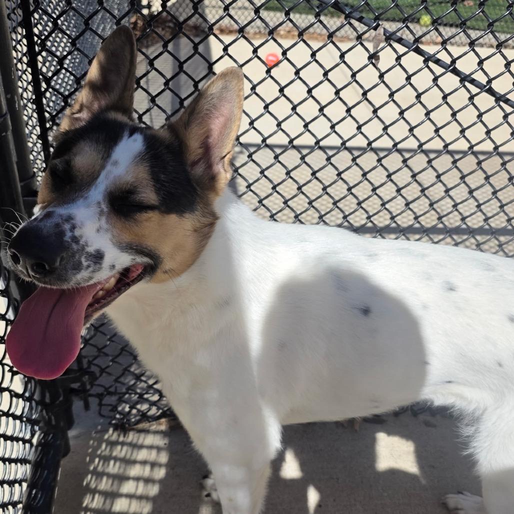 Enlarge Pepper, a Adoptable Cattle Dog in Norman, OK image 3/4