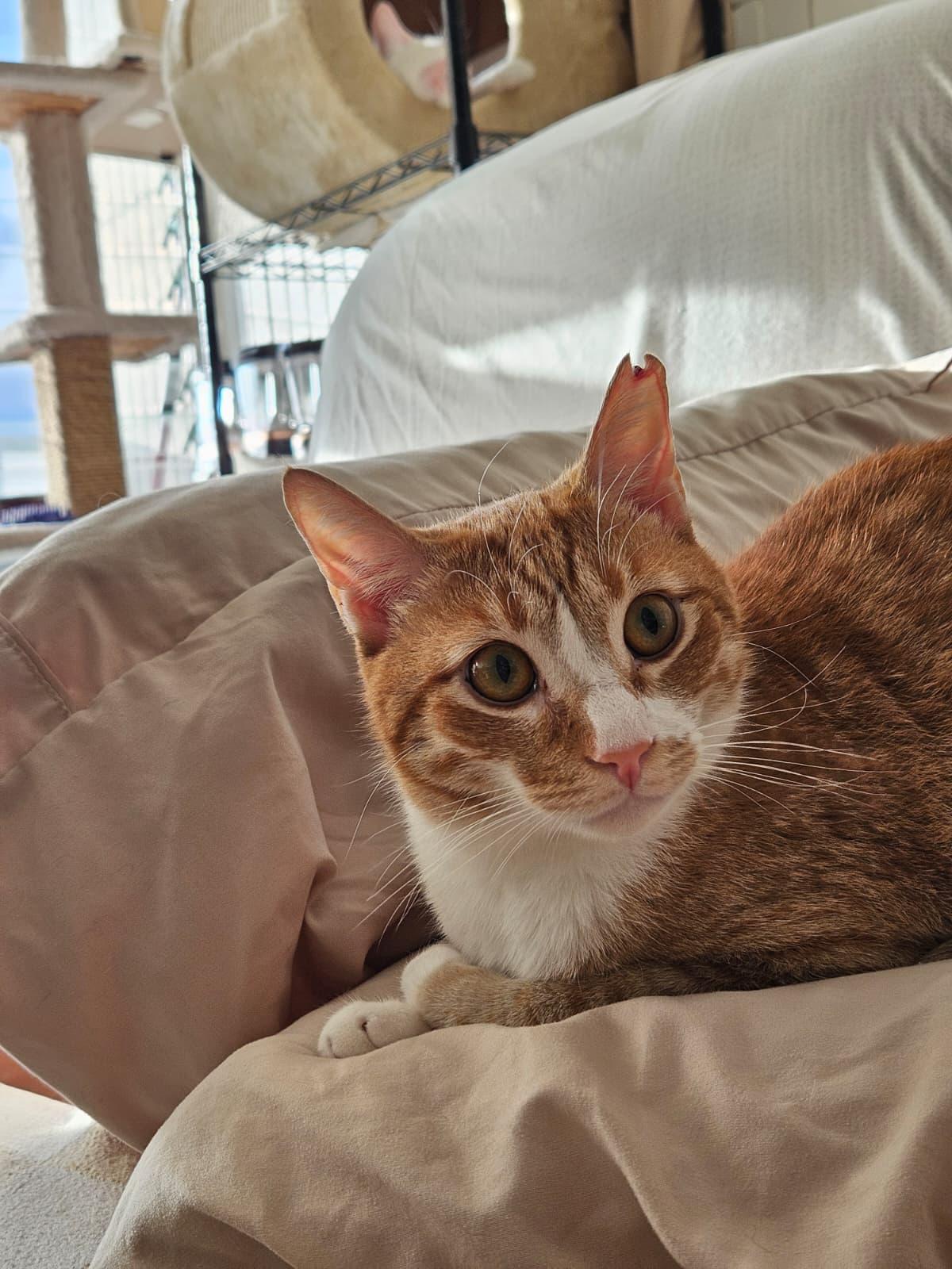Gus Gus, Adoptable, Adult Male Domestic Short Hair & Tabby.
