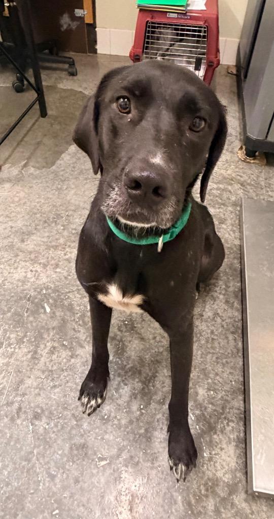 Enlarge Absent, a Adoptable mixed breed in Neosho, MO image 1/1