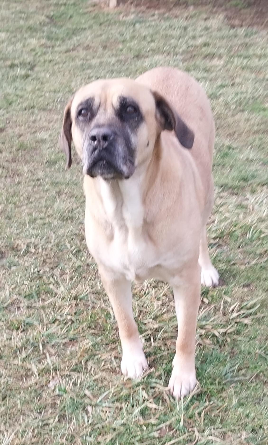 Enlarge LANIE, a ADOPTABLE Mastiff in Louisville, OH image 2/3