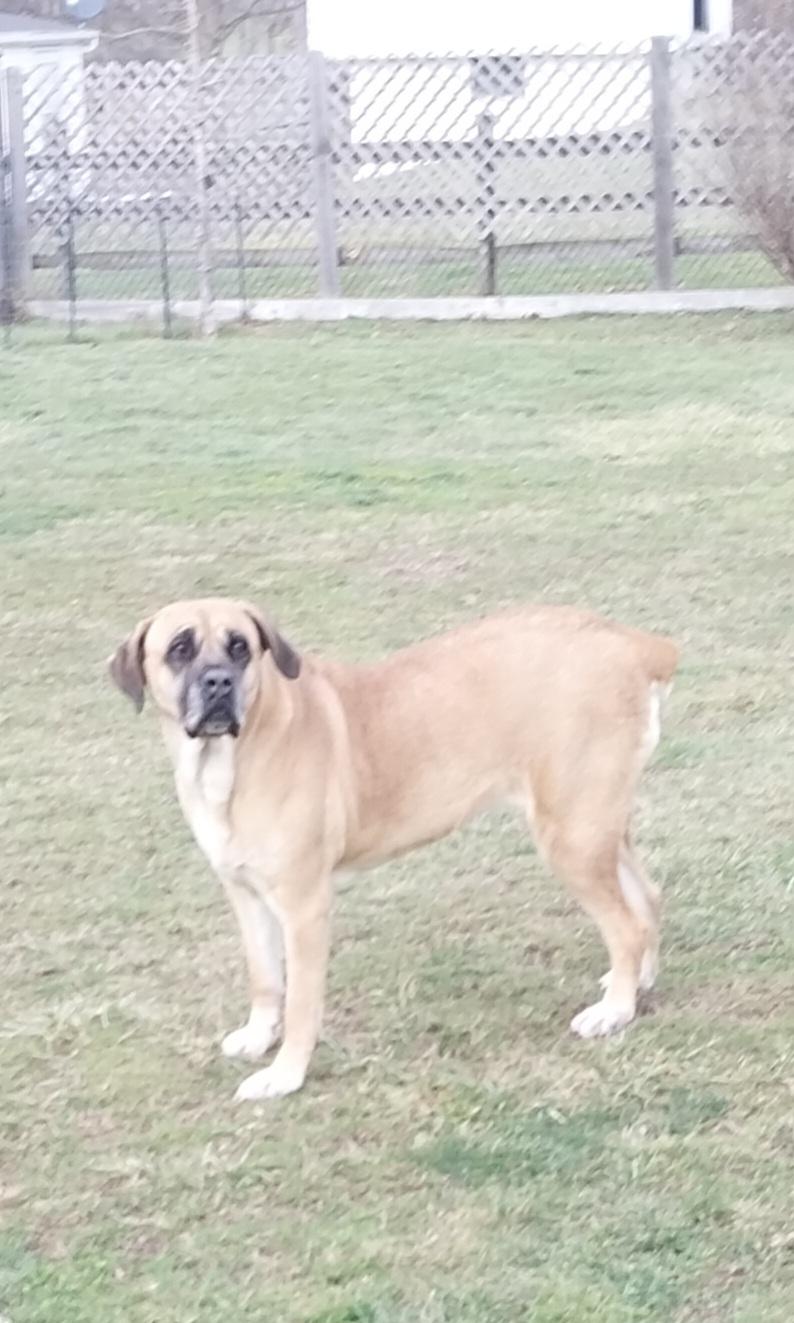 Enlarge LANIE, a ADOPTABLE Mastiff in Louisville, OH image 3/3