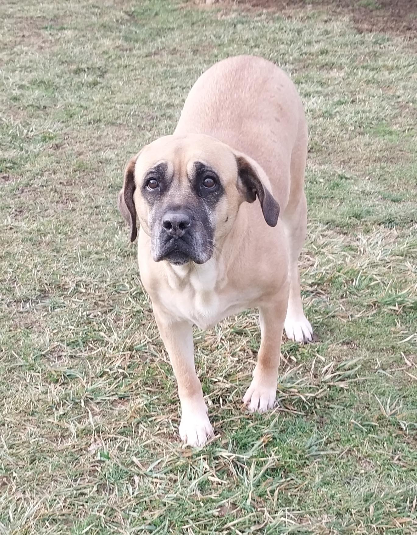 LANIE, ADOPTABLE, Adult Female Mastiff.