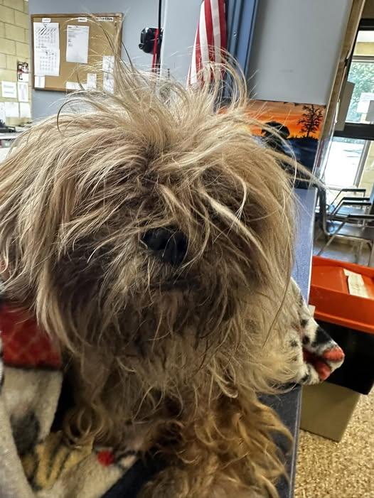 Gandolf, adopted, Senior Male Shih Tzu.