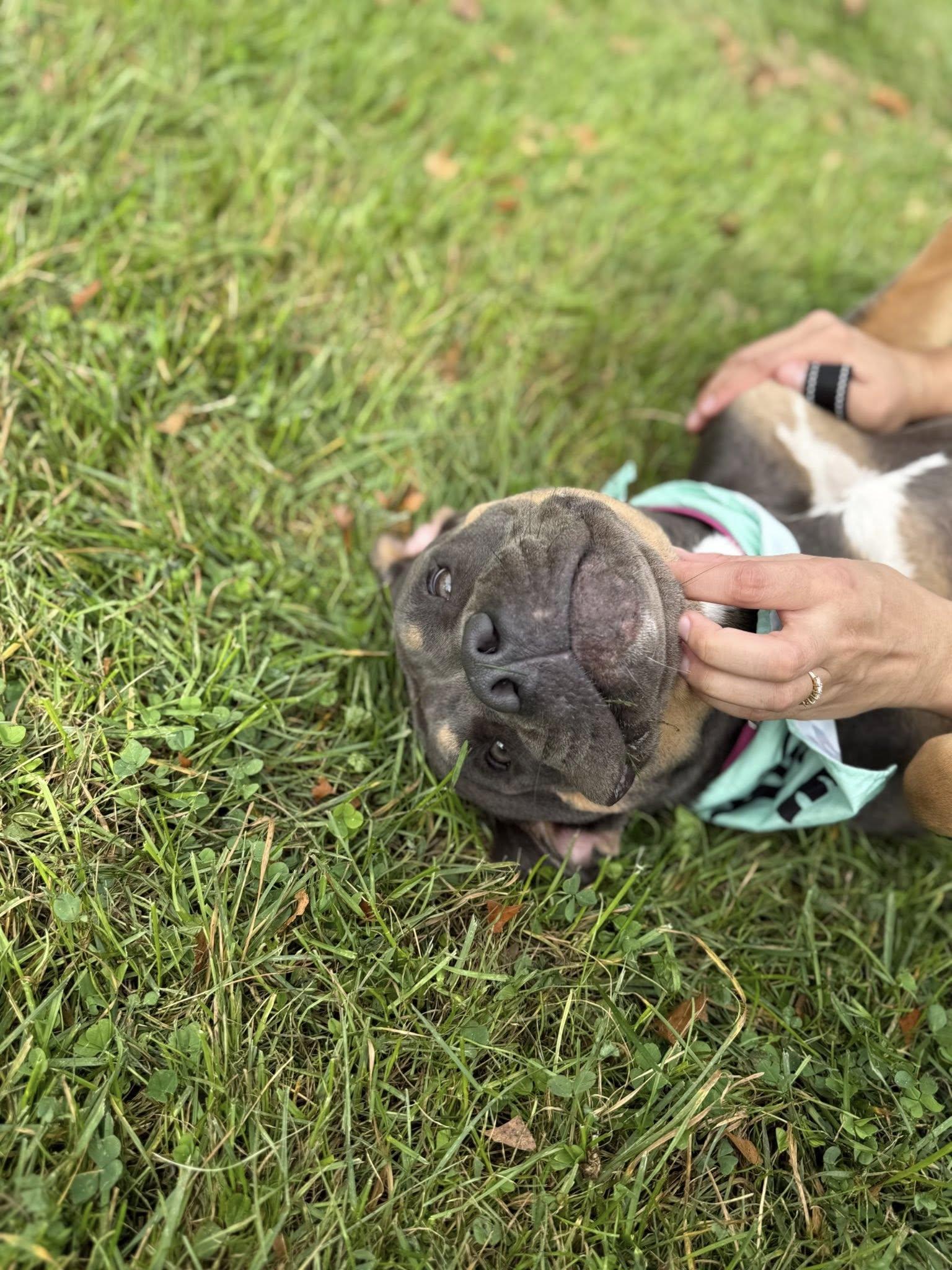 Bertha, Adoptable, Young Female American Bully & Rottweiler.