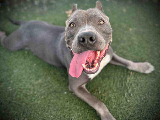 COBALT, Adoptable, Adult Male Pit Bull Terrier.