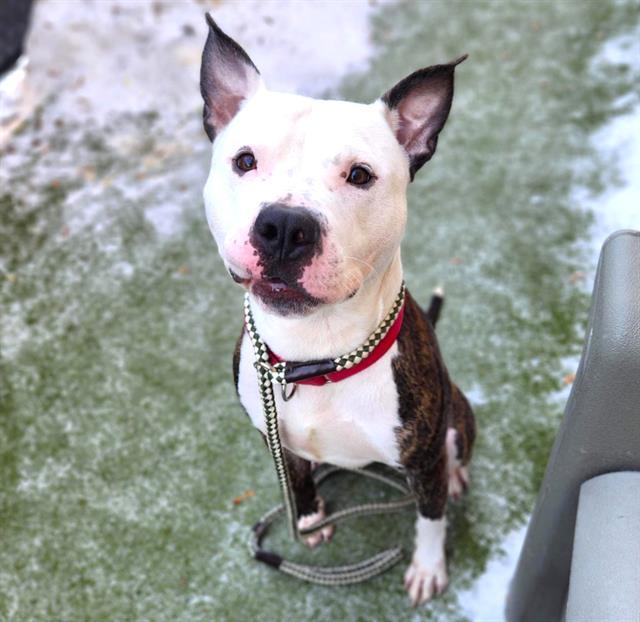 BLUE, Adoptable, Adult Male Pit Bull Terrier & Mixed Breed.