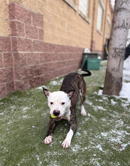 BLUE, Adoptable, Adult Male Pit Bull Terrier & Mixed Breed.