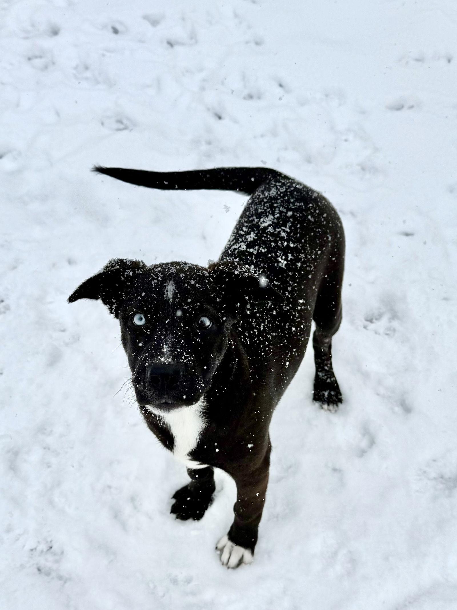 Tessa, a Adoptable mixed breed in Fenton, MO image 1/3