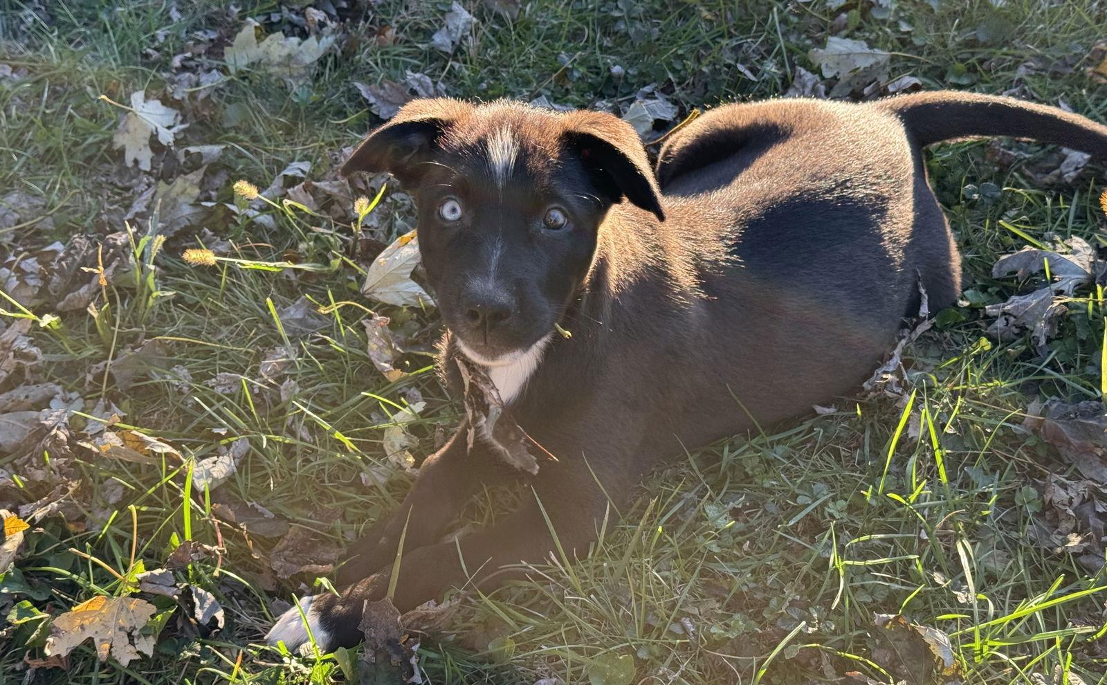 Tessa, a Adoptable mixed breed in Fenton, MO image 2/3
