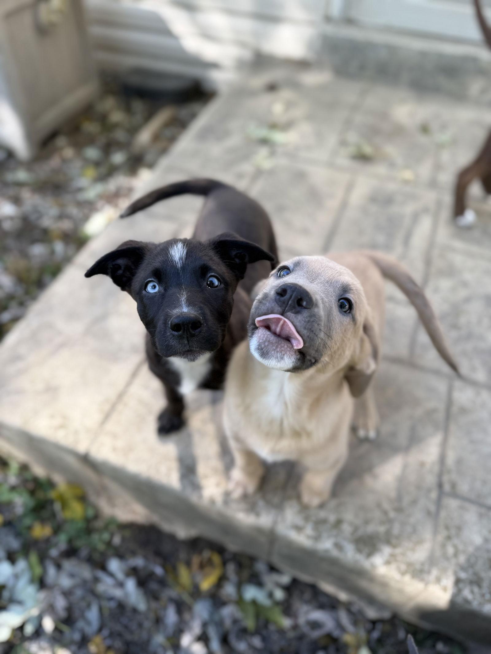 Tessa, a Adoptable mixed breed in Fenton, MO image 3/3