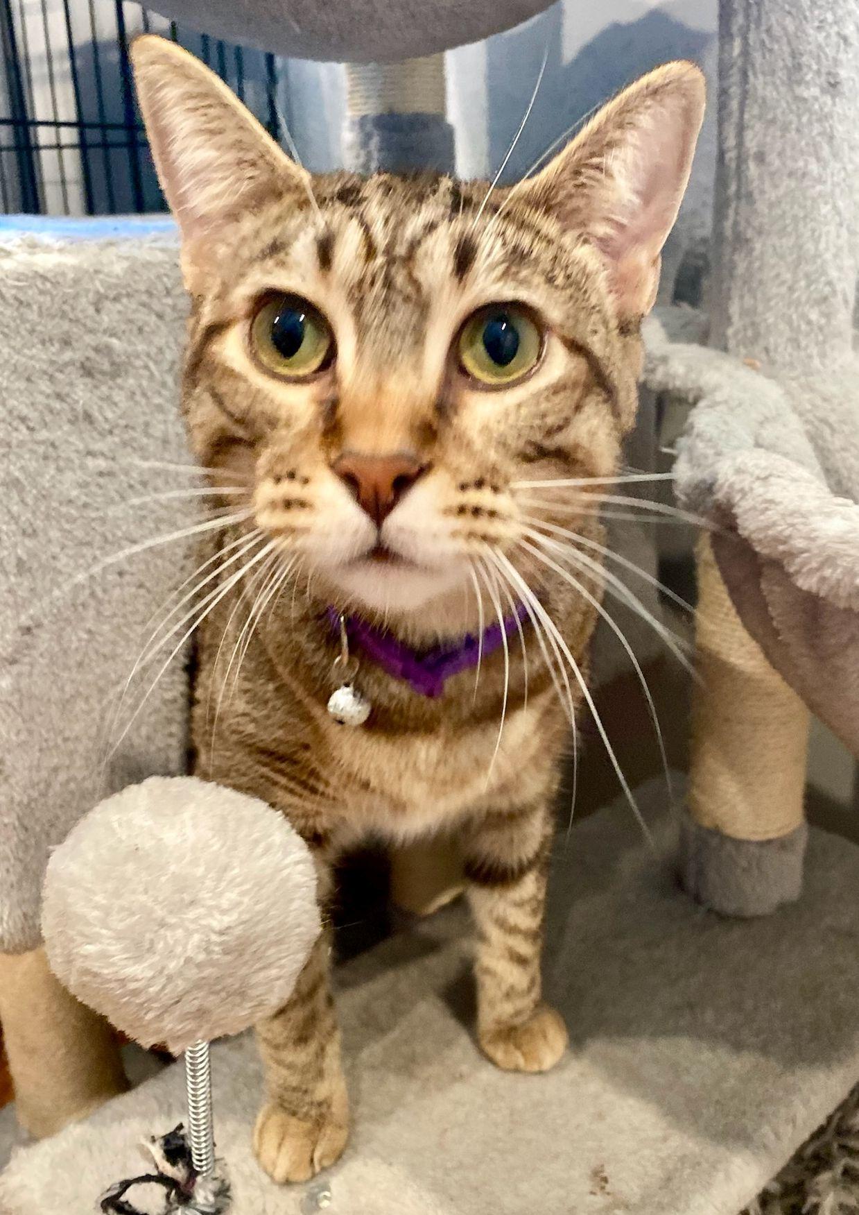 Enlarge Fawn, a Adoptable Domestic Short Hair in Seal Beach, CA image 1/3