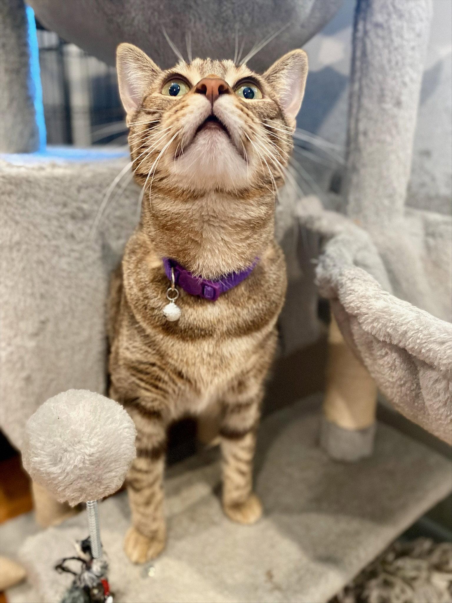 Enlarge Fawn, a Adoptable Domestic Short Hair in Seal Beach, CA image 2/3