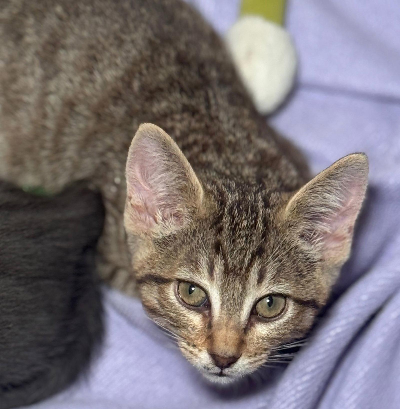Enlarge Fawn, a Adoptable Domestic Short Hair in Seal Beach, CA image 3/3