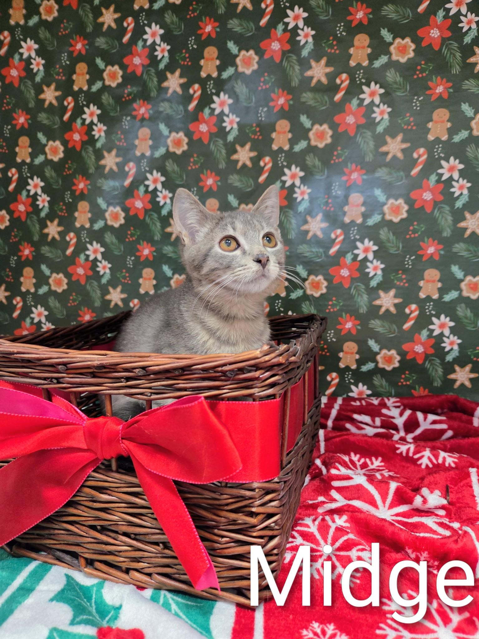 Midge, Adoptable, Kitten Female Domestic Short Hair & Tabby.