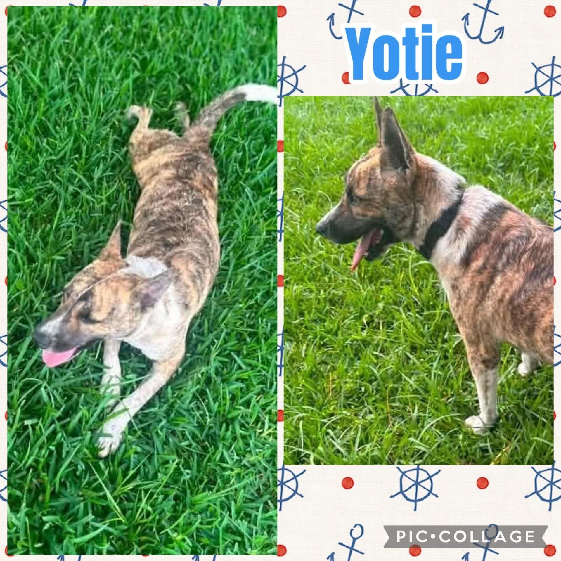 Enlarge Yotie, a ADOPTABLE mixed breed in Ringwood, NJ image 1/1