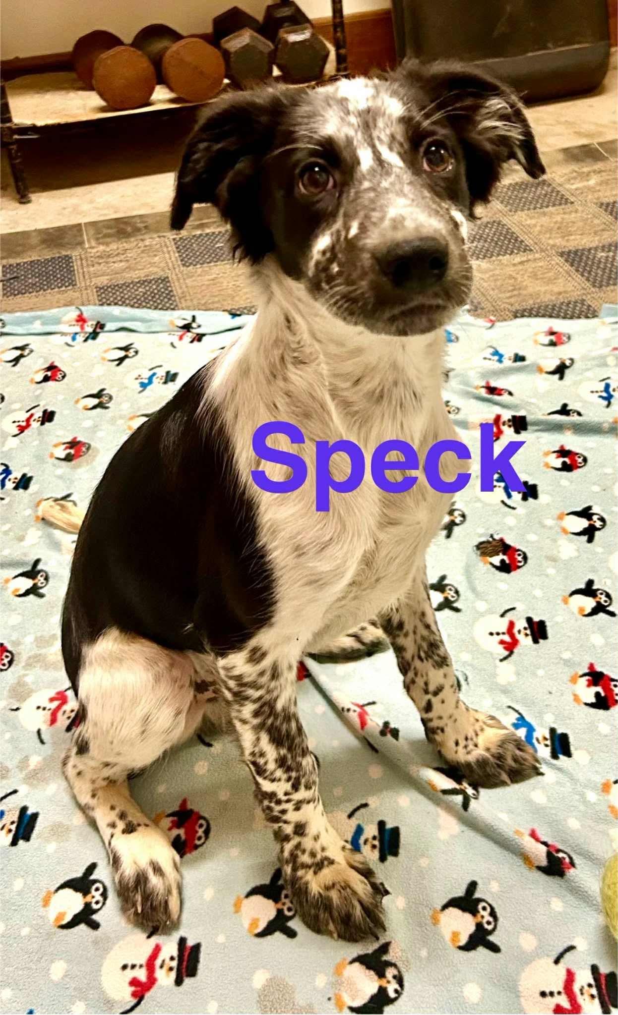 Speck