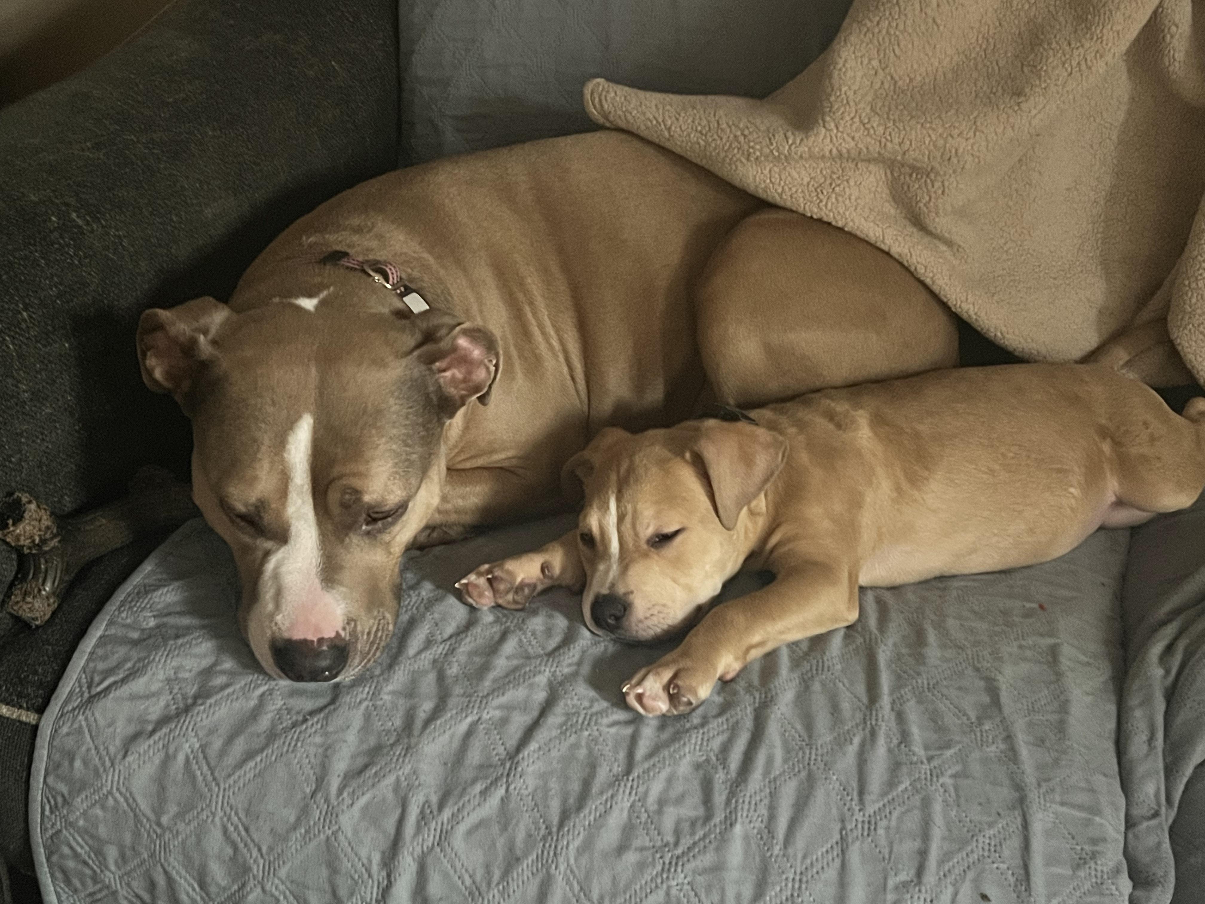 Rico, Adopted, Young Male Pit Bull Terrier & American Staffordshire Terrier.