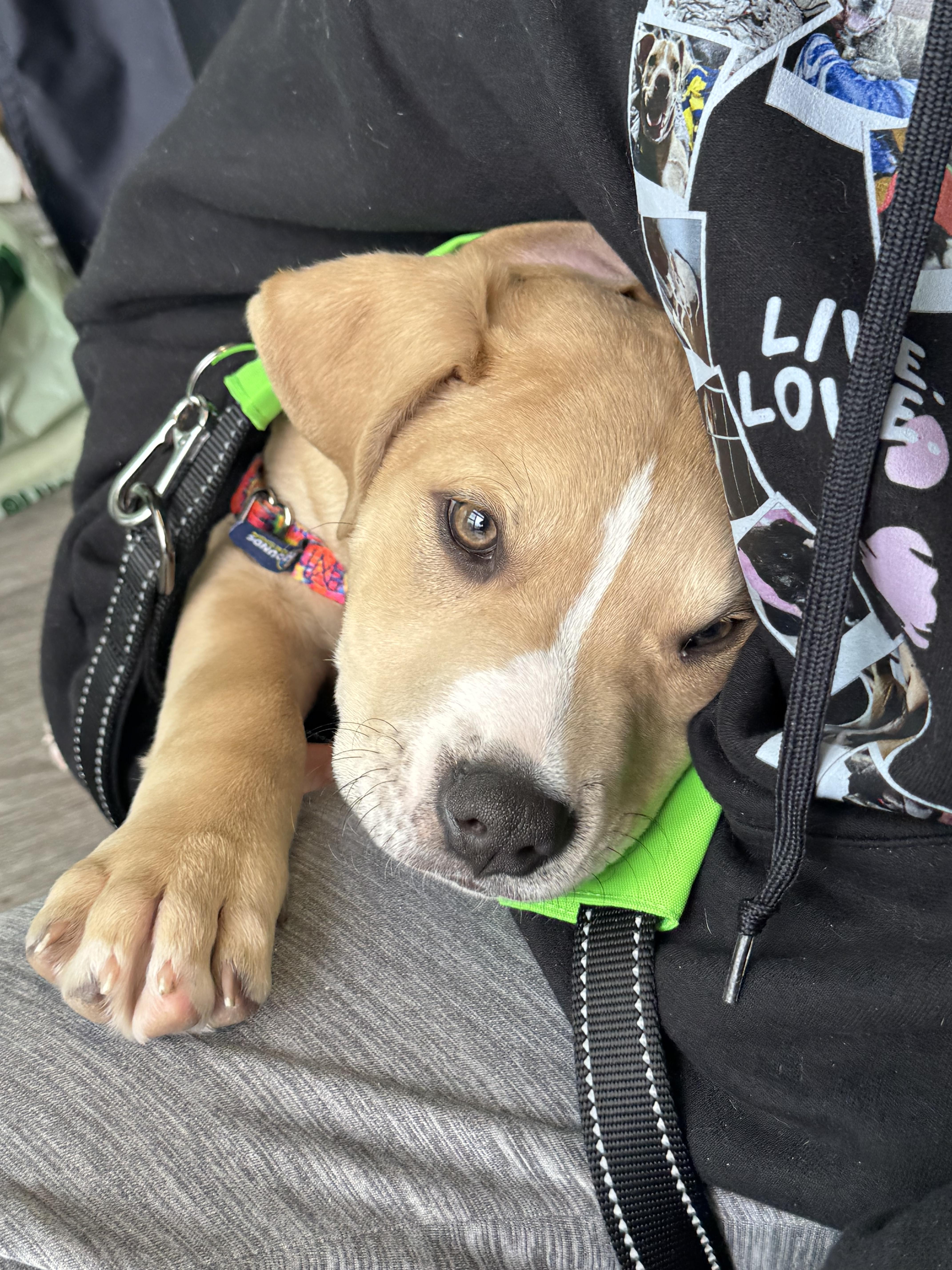 Enlarge Rico, a Adopted mixed breed in Troy, MI image 3/6