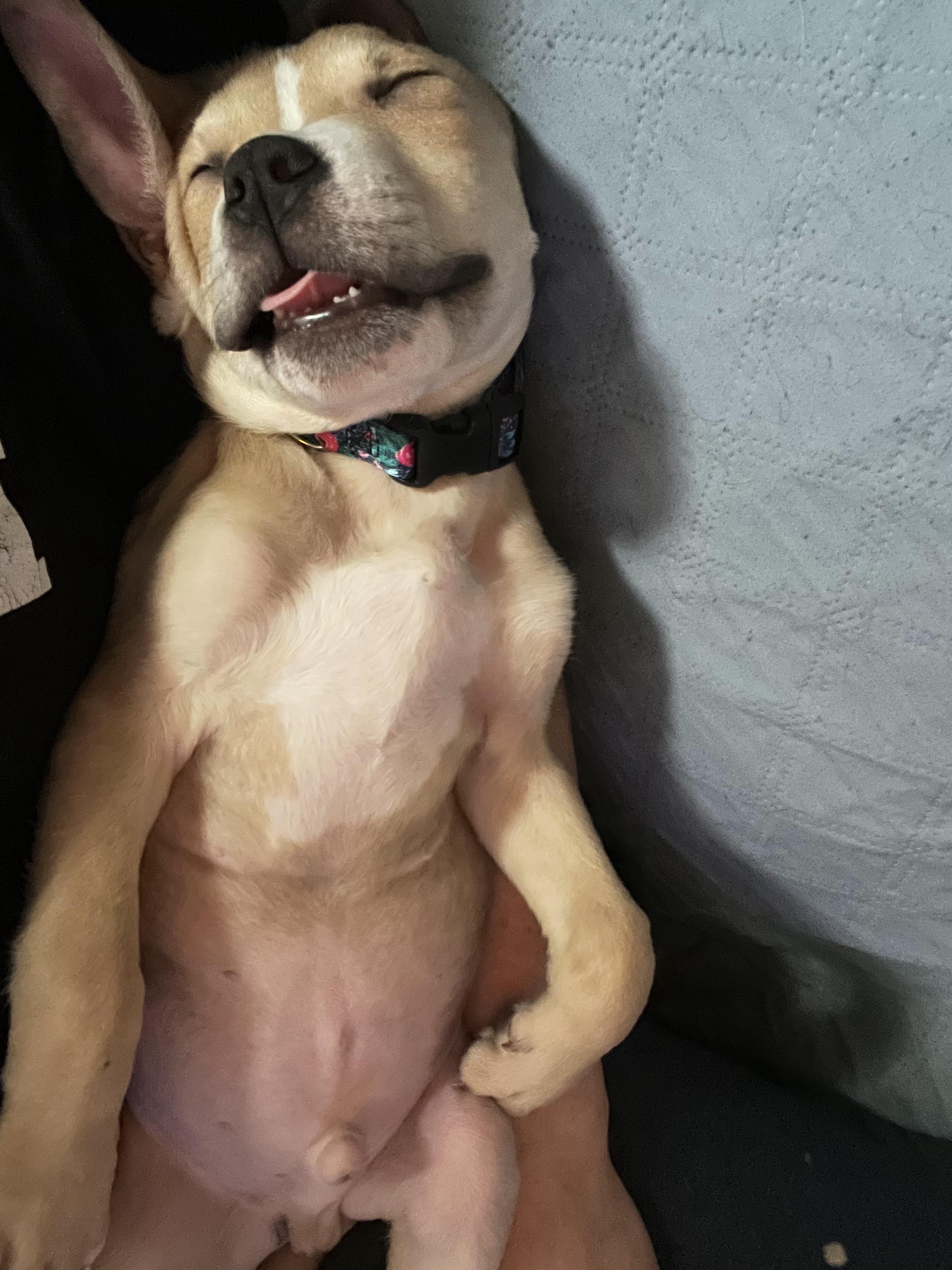 Enlarge Rico, a Adopted mixed breed in Troy, MI image 4/6