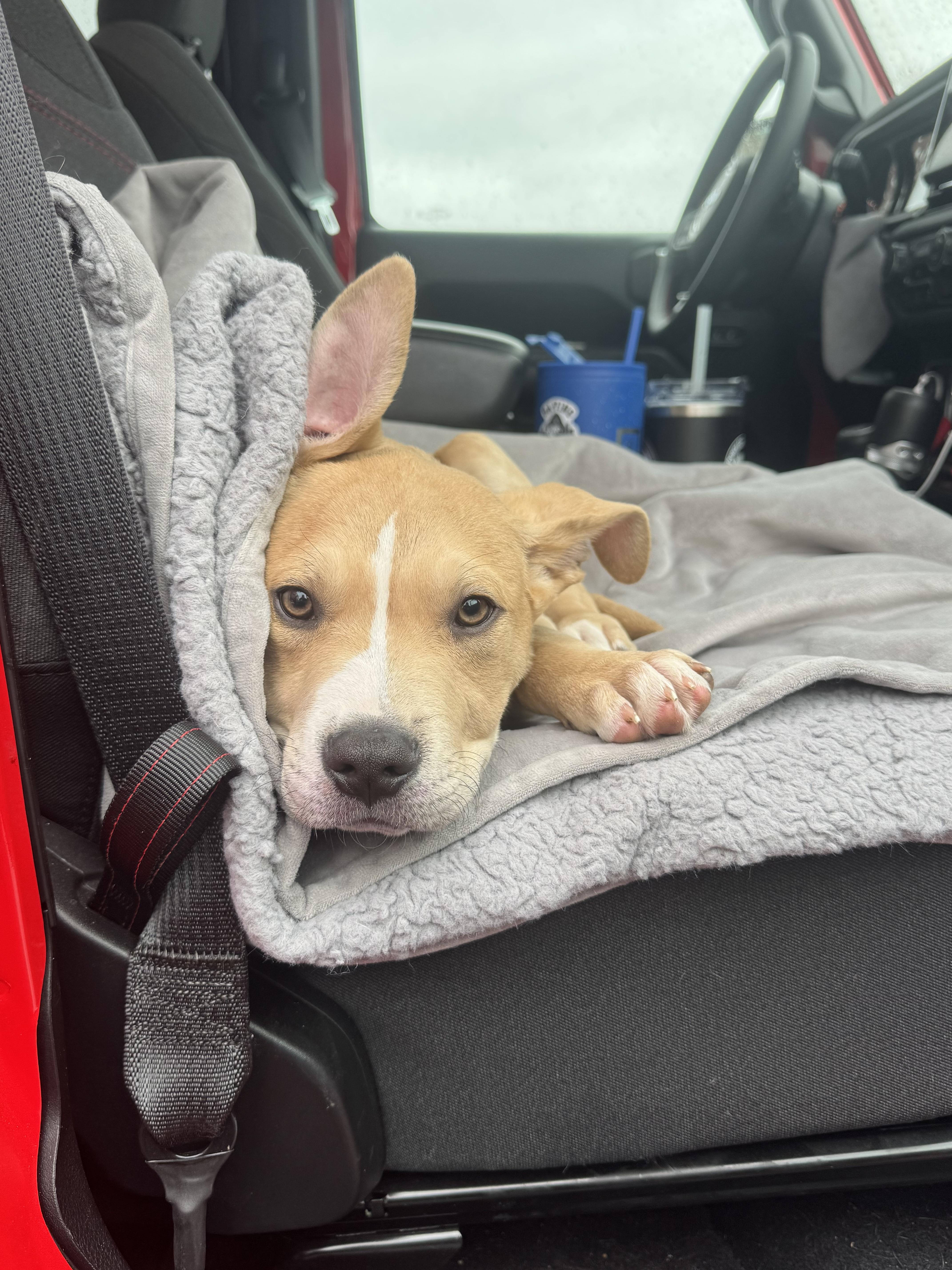 Enlarge Rico, a Adopted mixed breed in Troy, MI image 6/6