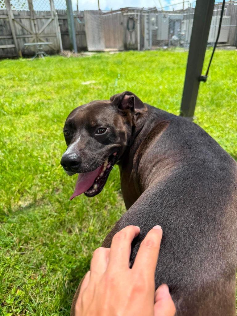 Mr. Peabody, Adoptable, Adult Male Pit Bull Terrier.