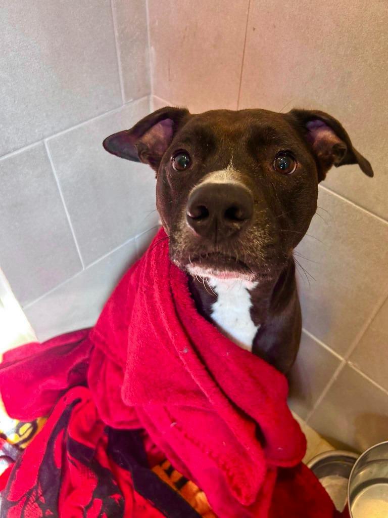 Mr. Peabody, a Adoptable Pit Bull Terrier in Sebastian, FL image 2/6