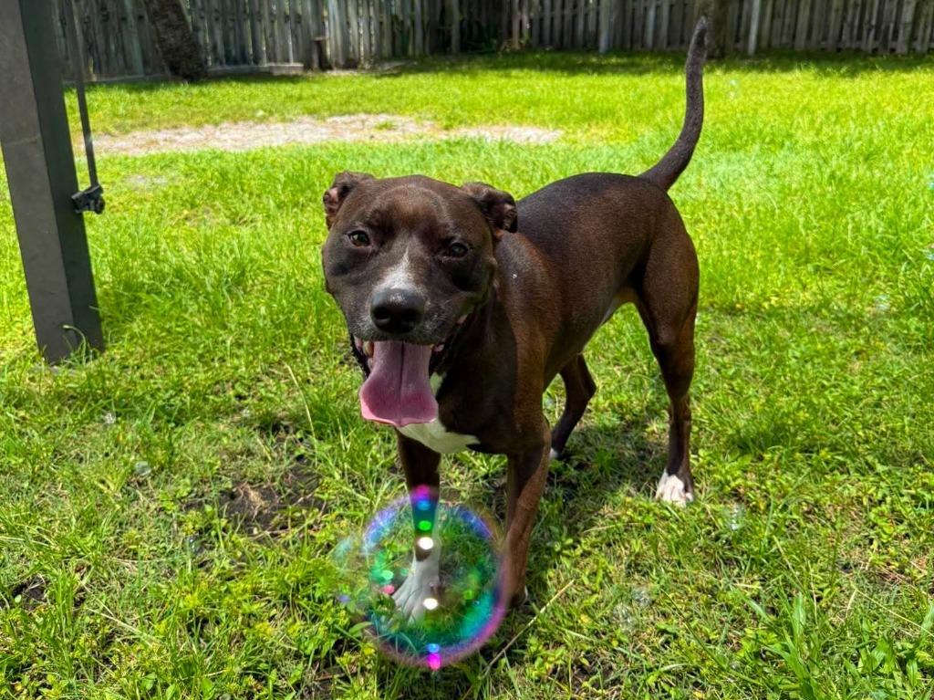 Mr. Peabody, a Adoptable Pit Bull Terrier in Sebastian, FL image 3/6
