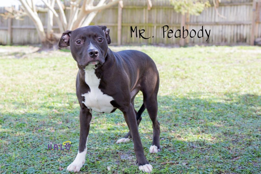 Mr. Peabody, a Adoptable Pit Bull Terrier in Sebastian, FL image 5/6