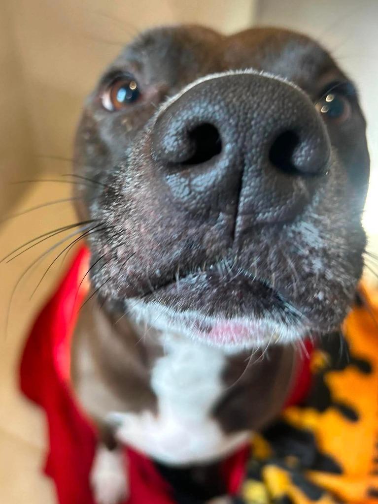 Mr. Peabody, a Adoptable Pit Bull Terrier in Sebastian, FL image 6/6