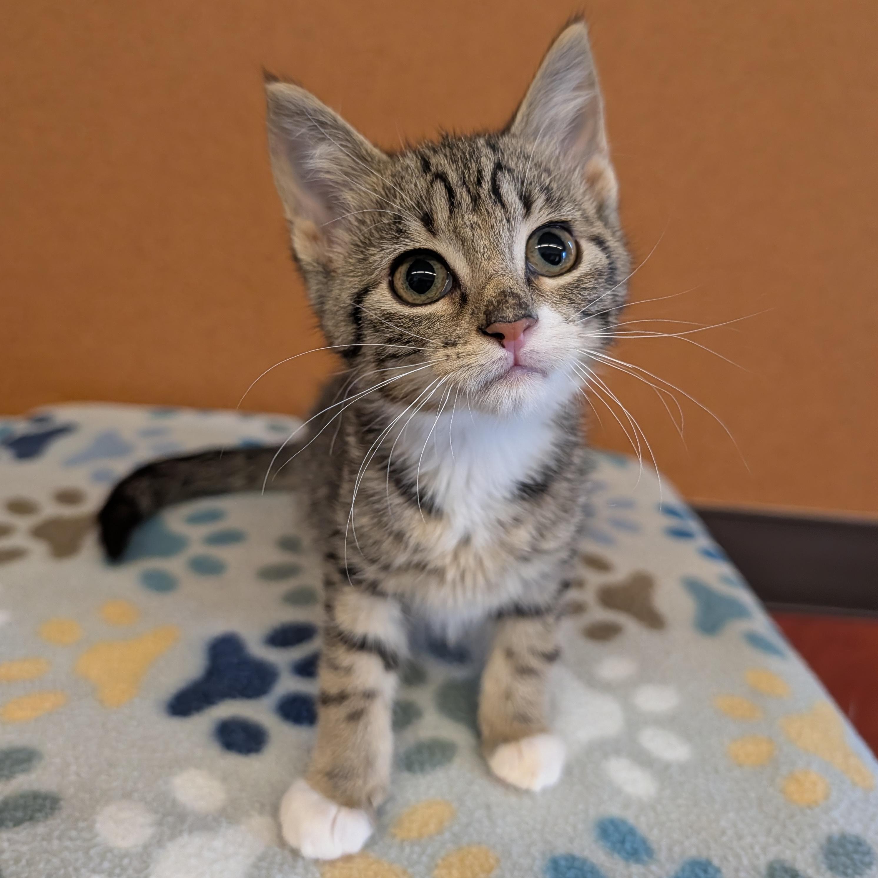 Clawde, adopted, Kitten Male Domestic Short Hair.