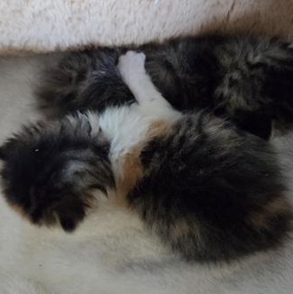 Clawde, an adopted Domestic Short Hair in Rochester, MN image 3/3