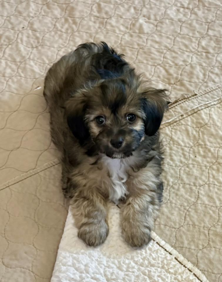 Brooks, an adoptable Maltipoo, Dachshund in Tracy, CA, 95376 | Photo Image 1