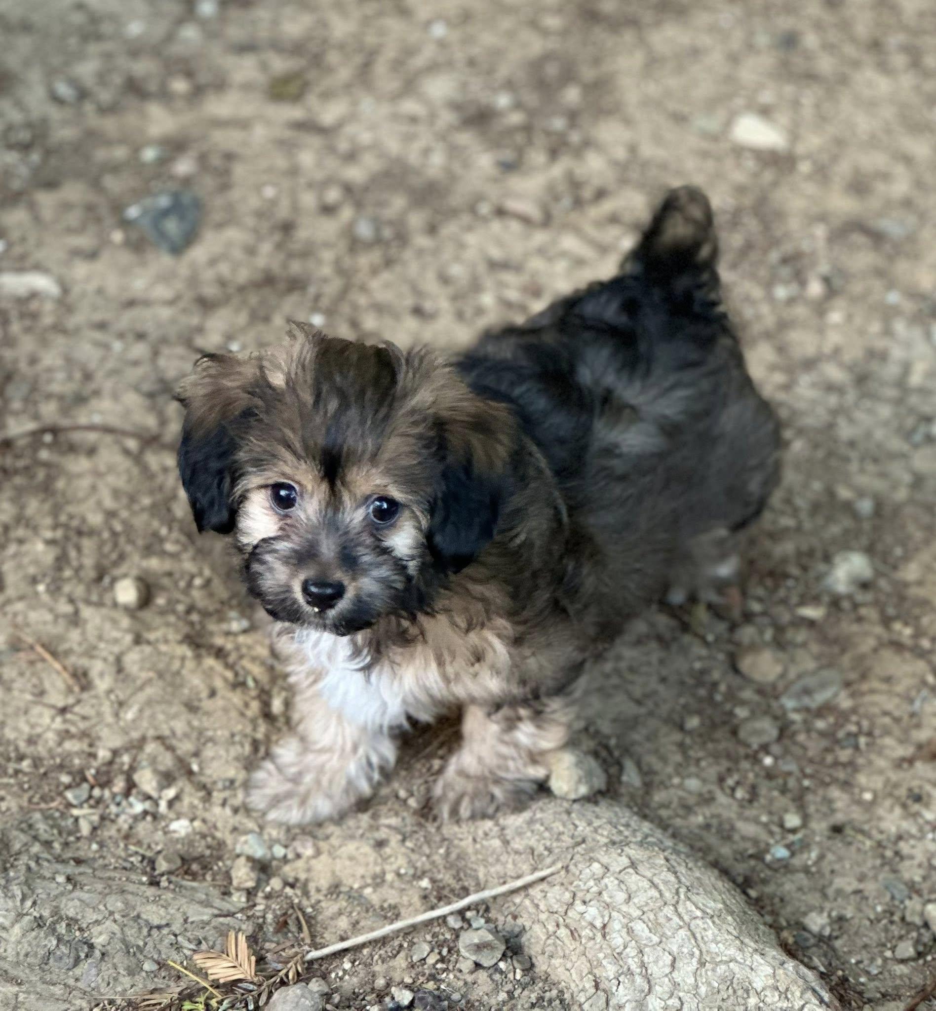 Brooks, an adoptable Maltipoo, Dachshund in Tracy, CA, 95376 | Photo Image 2