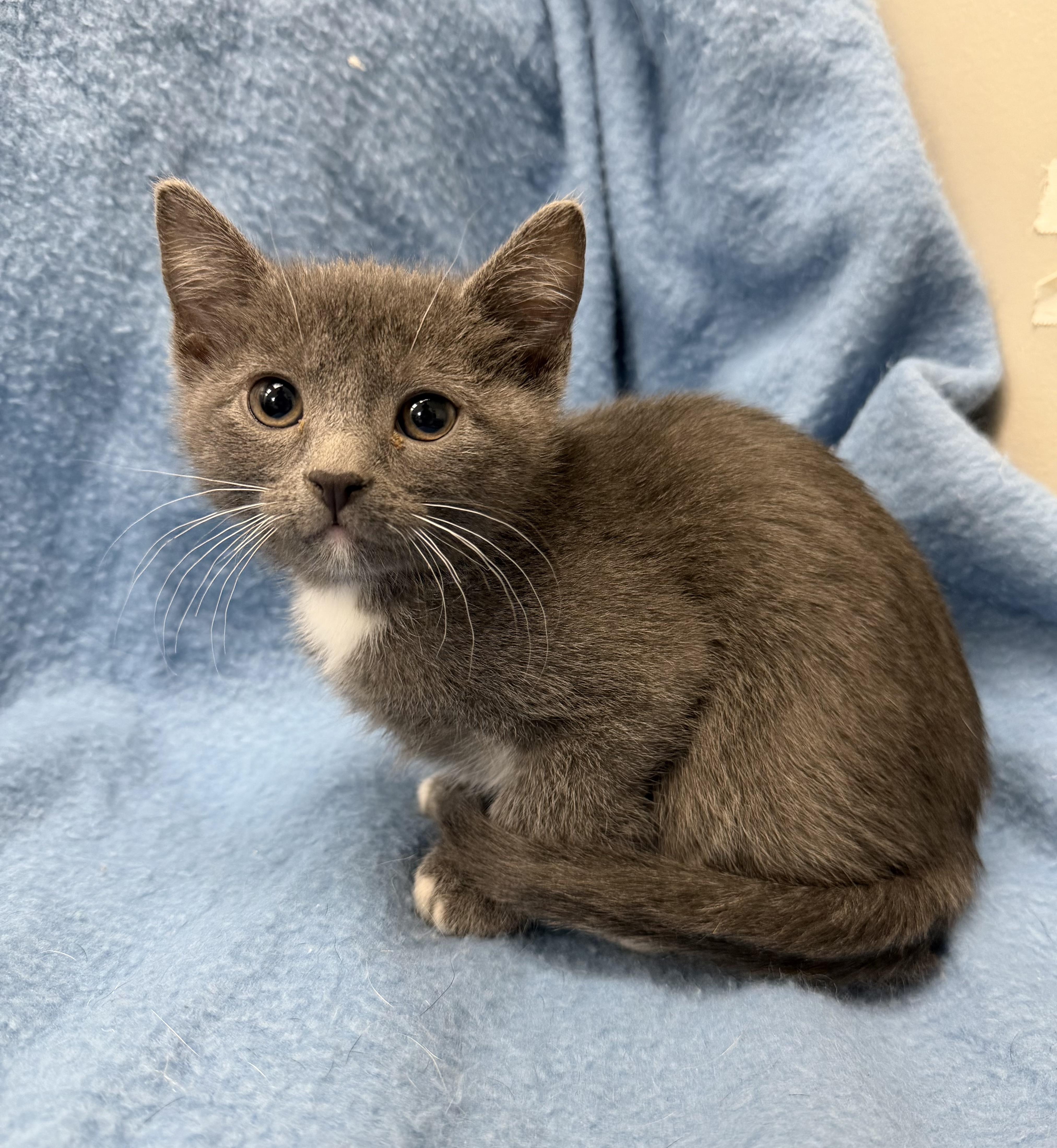 Enlarge Oyster, an adopted Domestic Short Hair in Buena Vista, CO image 1/1
