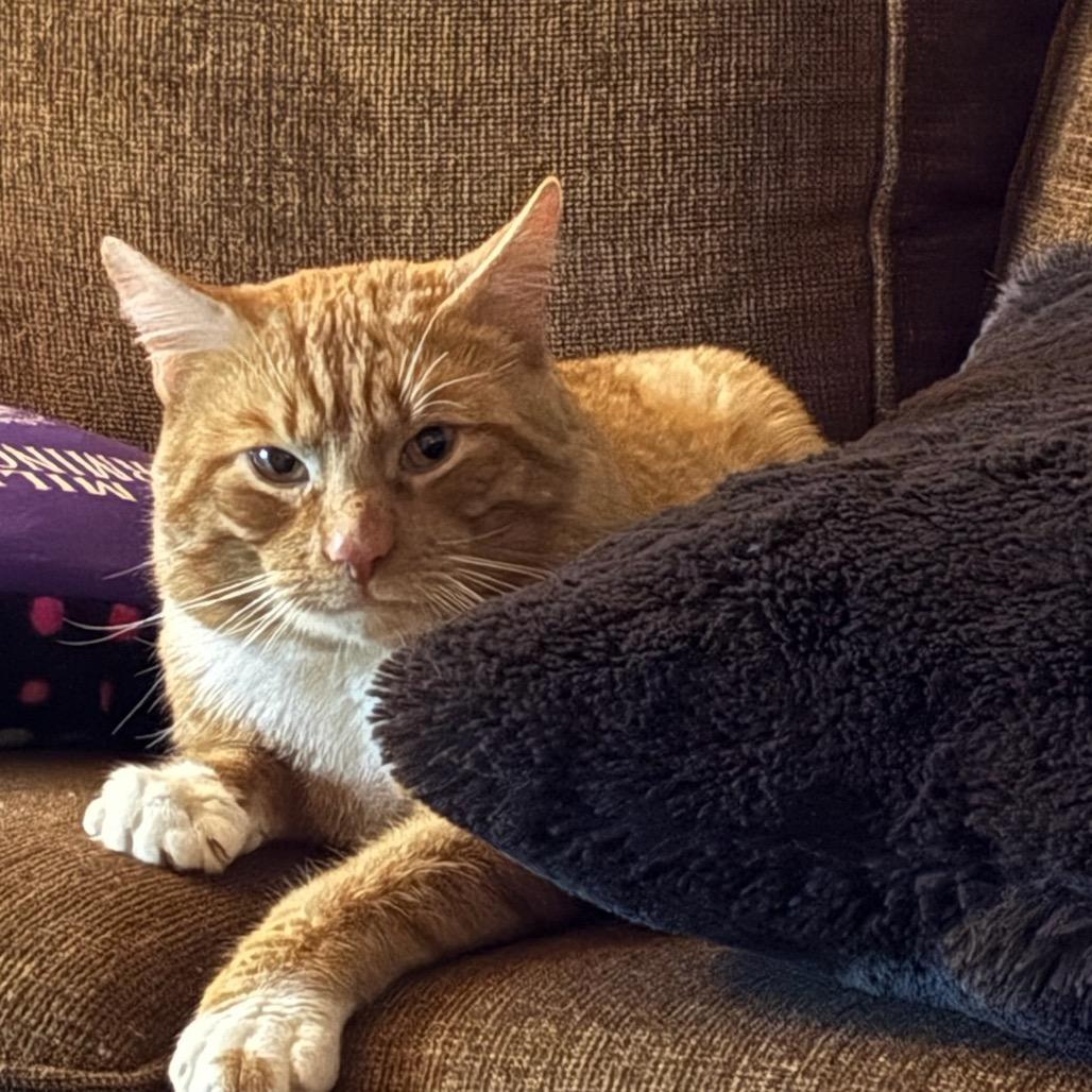 Enlarge Dale, a Adoptable Domestic Short Hair in Wakefield, MA image 1/6