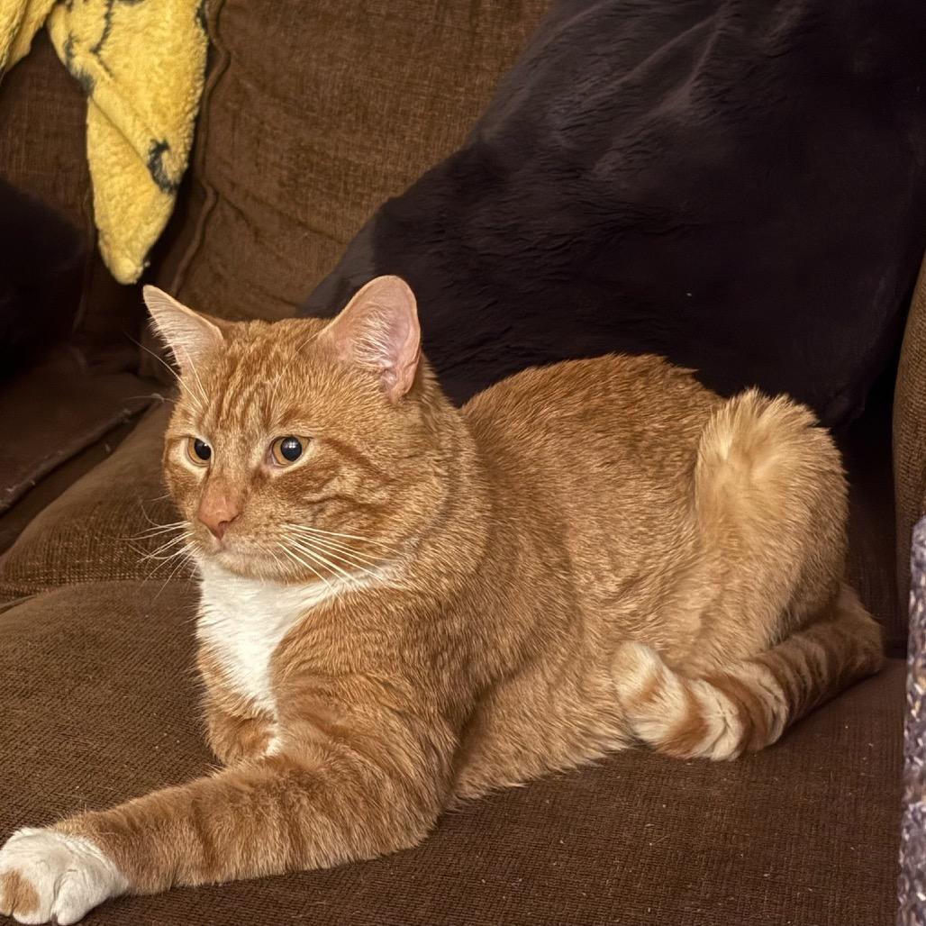 Enlarge Dale, a Adoptable Domestic Short Hair in Wakefield, MA image 2/6